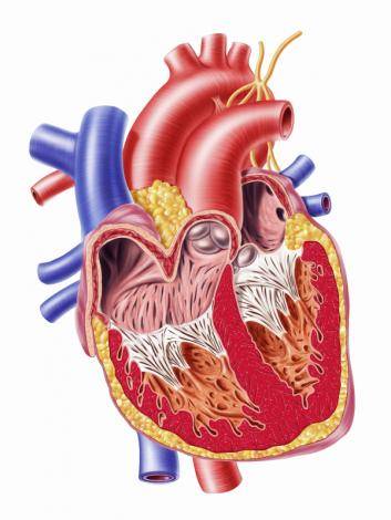 dr-shahrokh-taghavi-diagram-of-heart