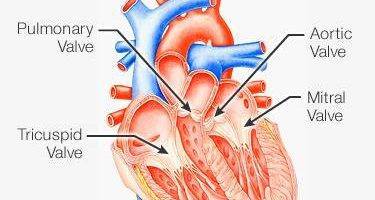 Heart disease symptoms caused by valvular heart disease
