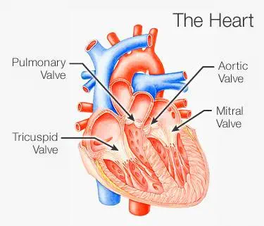 Heart disease symptoms caused by valvular heart disease