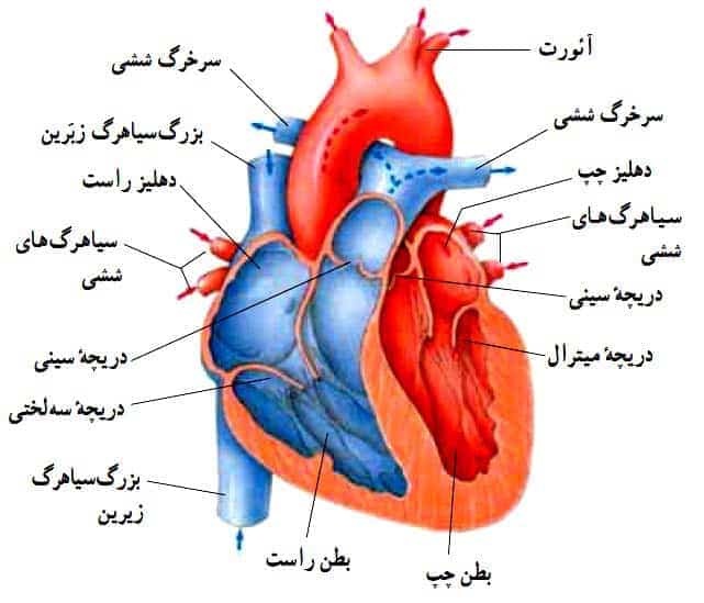 بیماری های قلبی عروقی