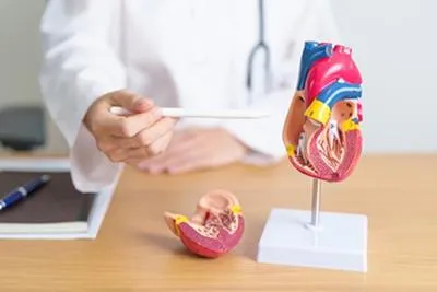 تصویری از متخصص قلب در حال مشاوره به بیمار